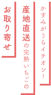 かすみがうらイチオシ！産地直送の完熟いちごのお取り寄せ